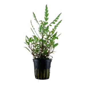 Hygrophila pinnatifida Pot Plant by Tropica