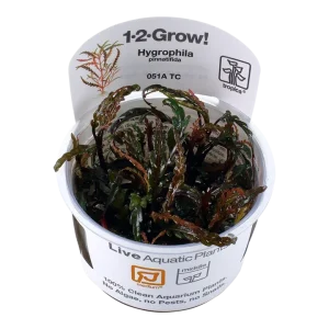 Hygrophila pinnatifida Tissue Culture by Tropica