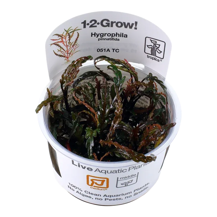 Hygrophila pinnatifida Tissue Culture by Tropica