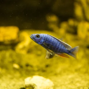 Ice Blue Zebra Cichlid