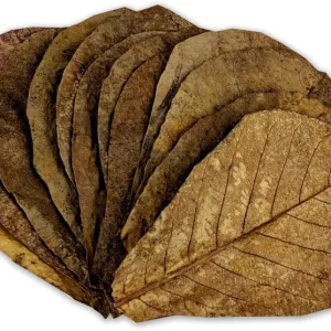 Indian Almond Leaves Aquarium Botanical