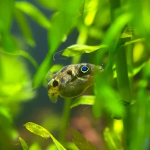 Indian Dwarf Pea Puffer