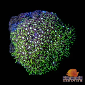 Indo - Polyp Star Green