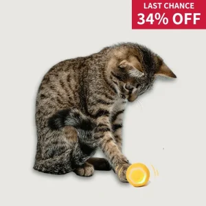 Interactive Cat Toy Ball