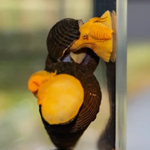 Invert - Snail Poso Orange Rabbit