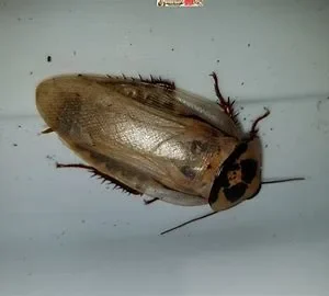 Ivory Head Roach Delivery