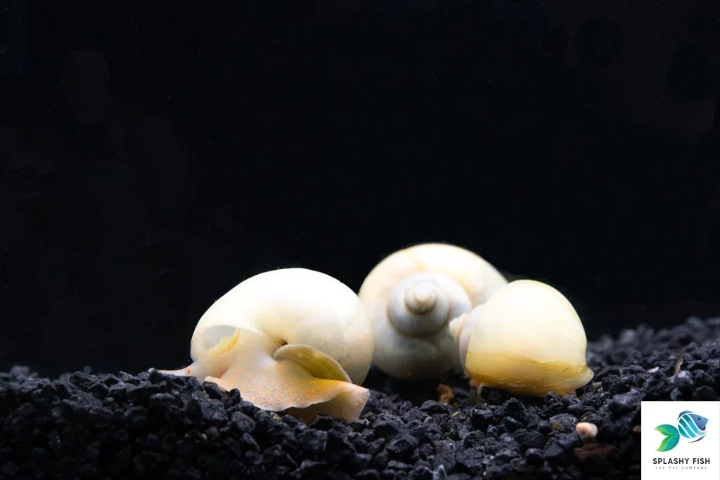Ivory Mystery Snail - Image 2