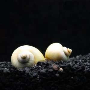 Ivory Mystery Snail