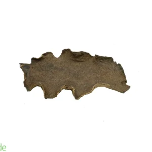 Jacaranda Pod for Terrariums & Vivariums