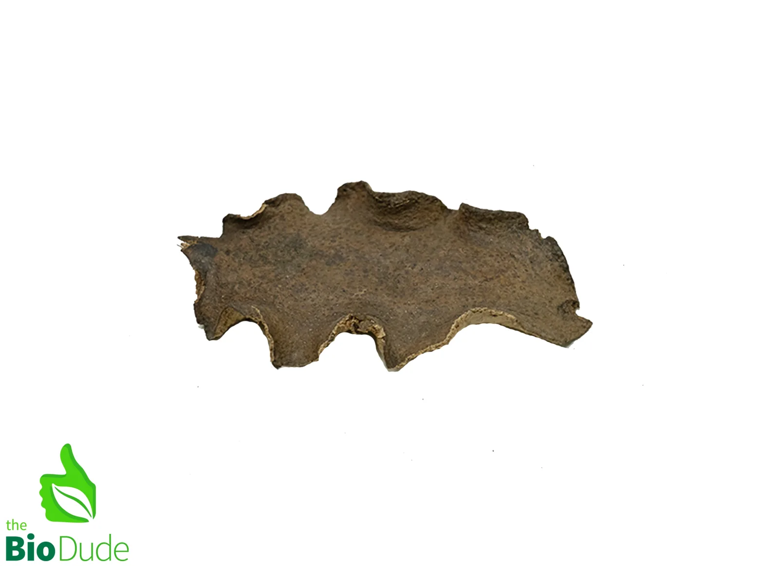 Jacaranda Pod for Terrariums & Vivariums