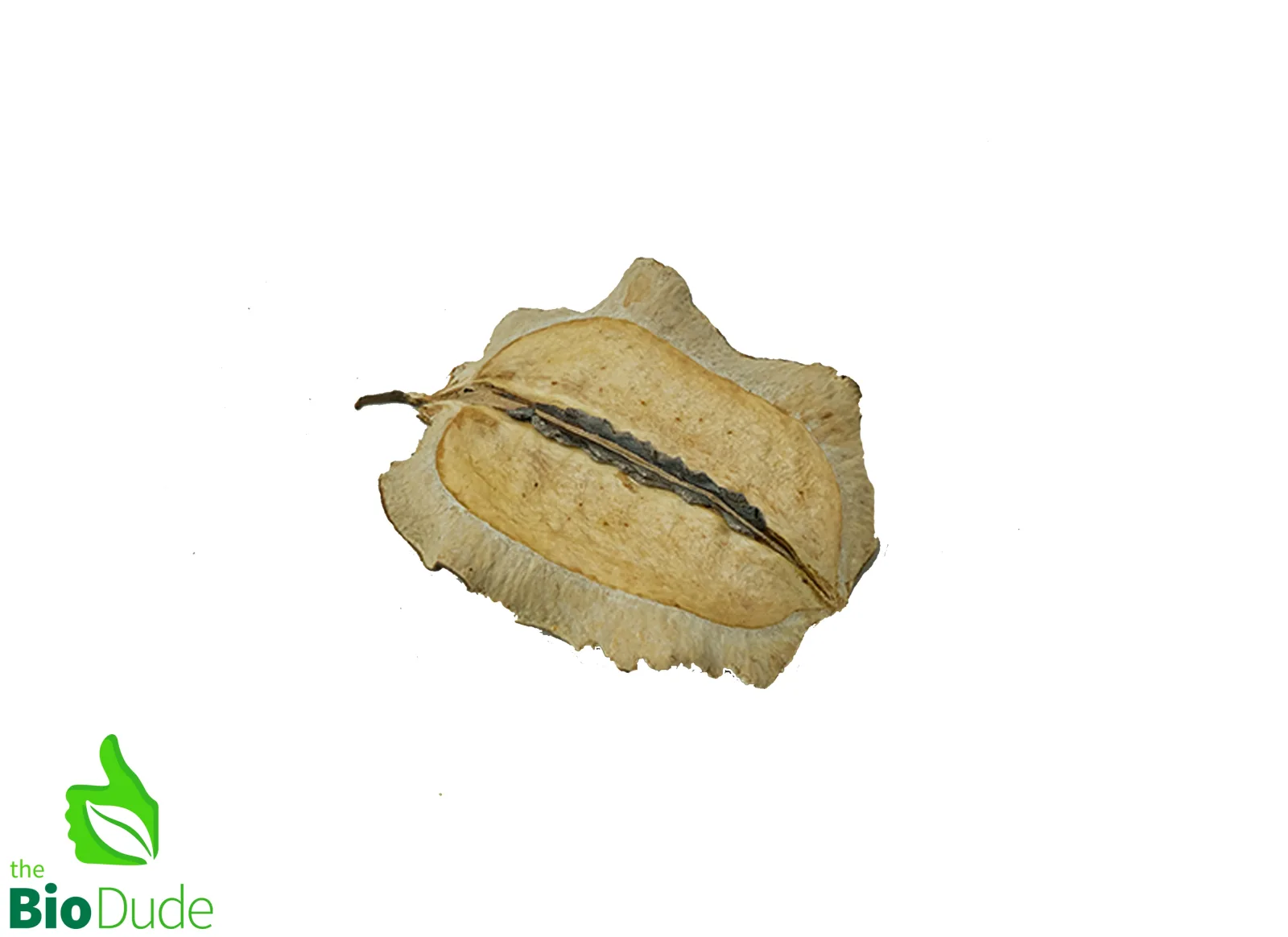 Jacaranda Pod for Terrariums & Vivariums - Image 2