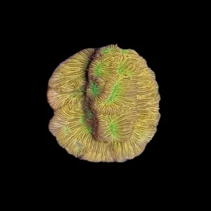 Jack-o-Lantern Leptoseris Coral - SAQ Coral Farm