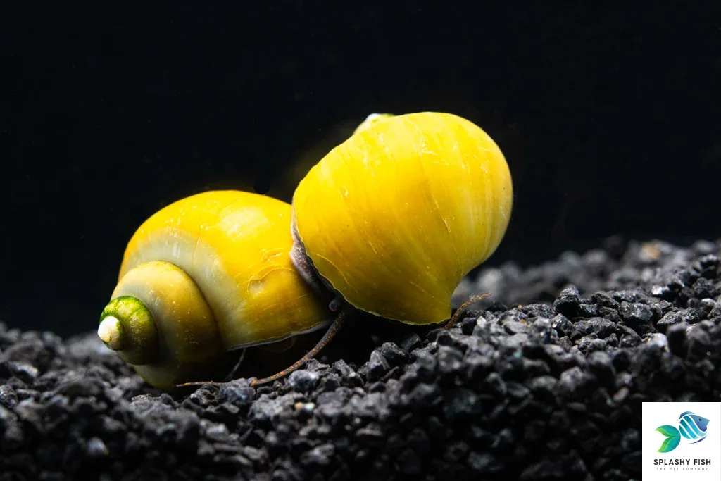 Jade Mystery Snail - Image 2