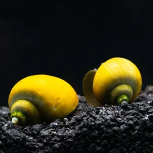 Jade Mystery Snail