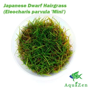 Japanese Dwarf Hairgrass (Eleocharis parvula 'Mini') - Tissue Culture