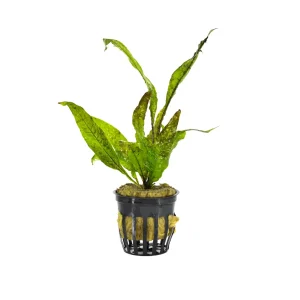 Java Fern Aquatic Plant (Microsorum pteropus)