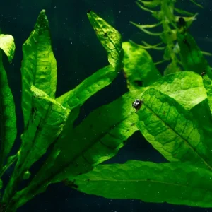 Java Fern Broad Leaf (Microsorum pteropus 'Broad leaf')
