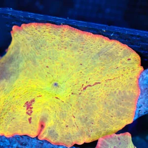 Jawbreaker Discosoma Mushroom WYSIWYG AA4 - SAQ Coral Farm