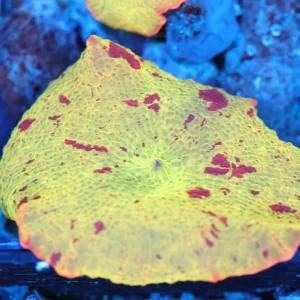 Jawbreaker Discosoma Mushroom WYSIWYG AB2 - SAQ Coral Farm
