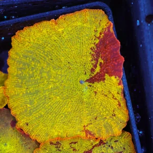 Jawbreaker Discosoma Mushroom WYSIWYG B8 - SAQ Coral Farm