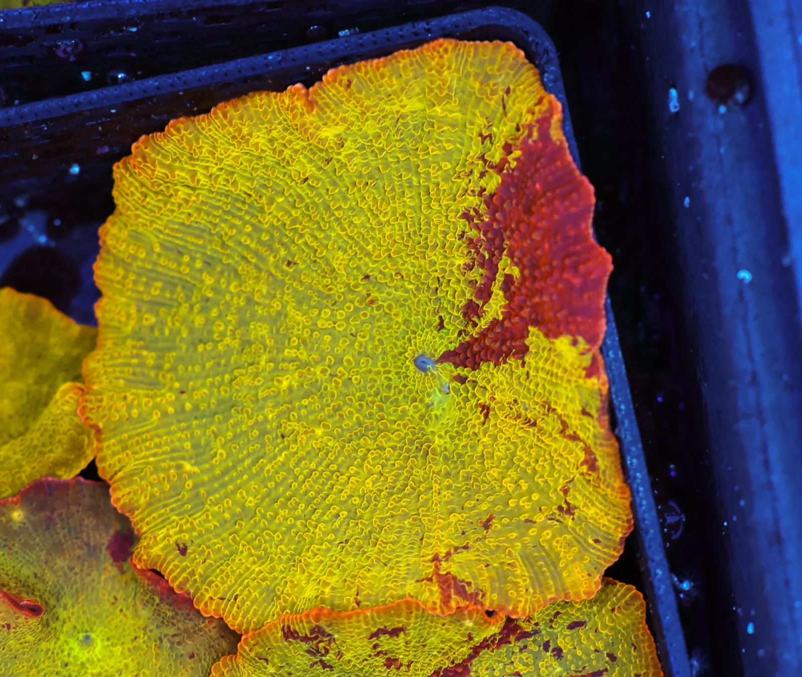 Jawbreaker Discosoma Mushroom WYSIWYG B8 - SAQ Coral Farm