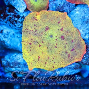 Jawbreaker Discosoma Mushroom WYSIWYG C2 - SAQ Coral Farm