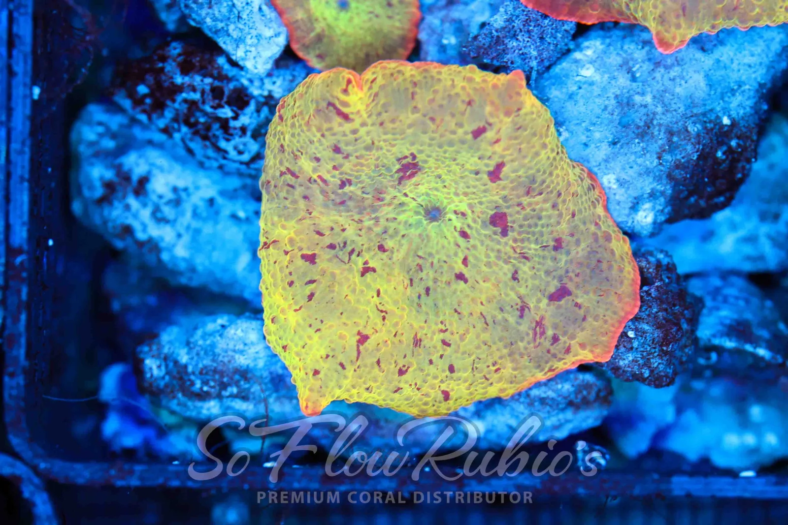 Jawbreaker Discosoma Mushroom WYSIWYG C2 - SAQ Coral Farm