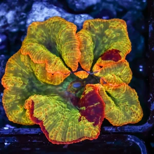 Jawbreaker Discosoma Mushroom WYSIWYG - SAQ Coral Farm