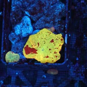 Jawbreaker Discosoma Mushroom WYSIWYG - SAQ Coral Farm