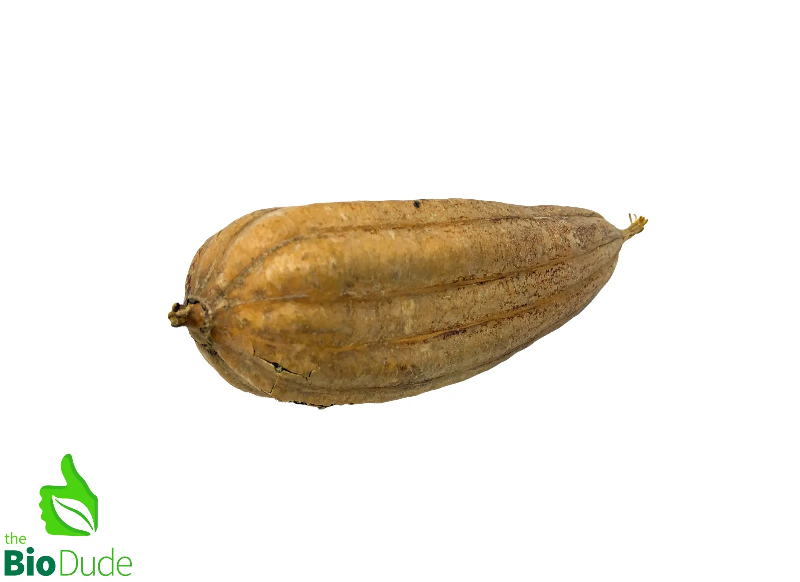 Jinga Seed Nut Pod for Terrariums & Vivariums