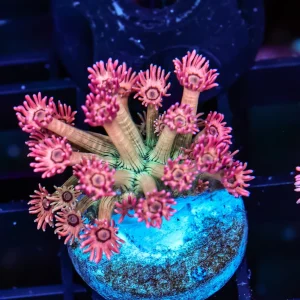 Juicy Fruit Goniopora WYSIWYG - SAQ Coral Farm