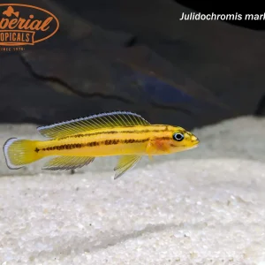 Julidochromis marksmithi