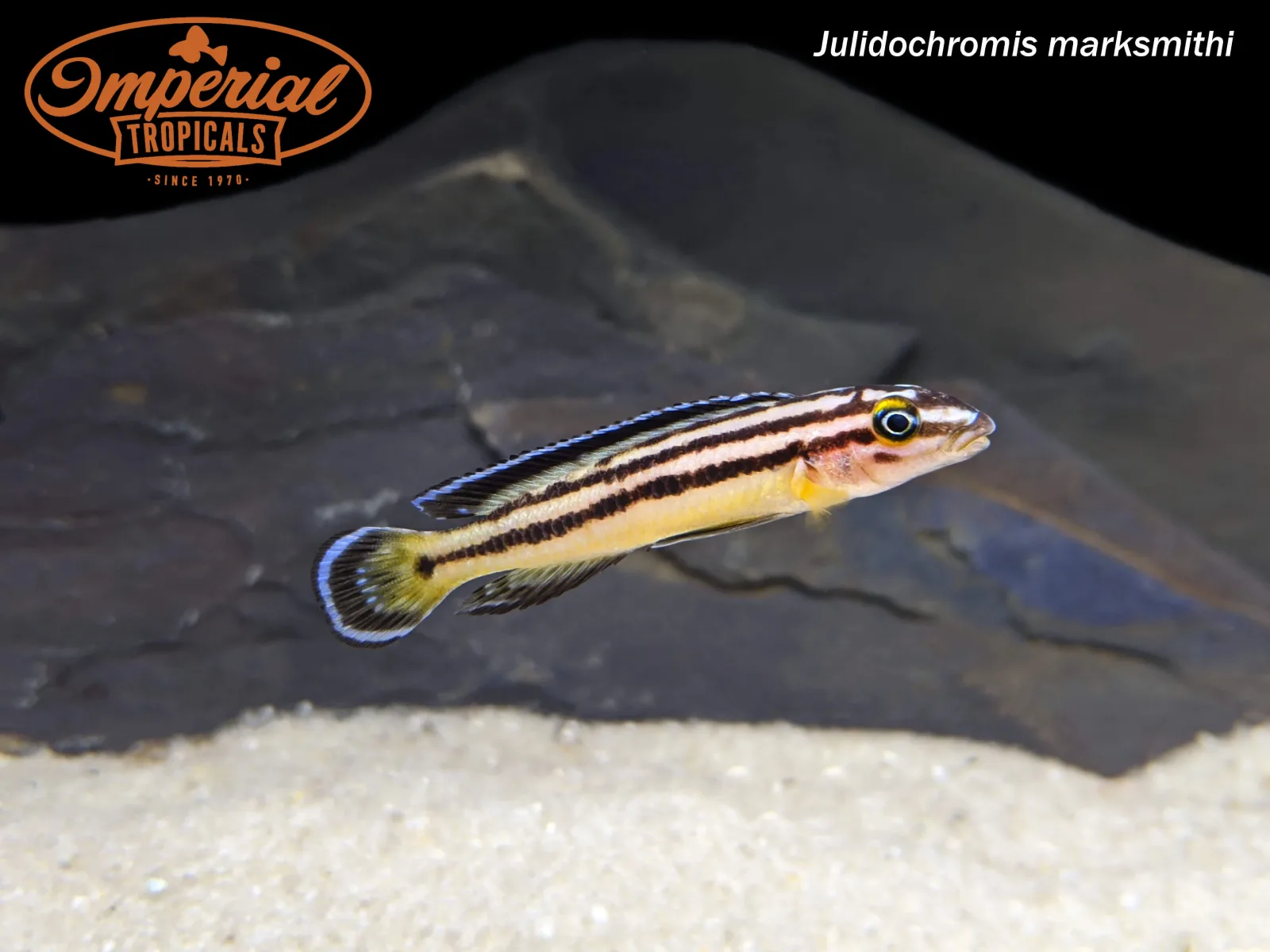 Julidochromis marksmithi - Image 2