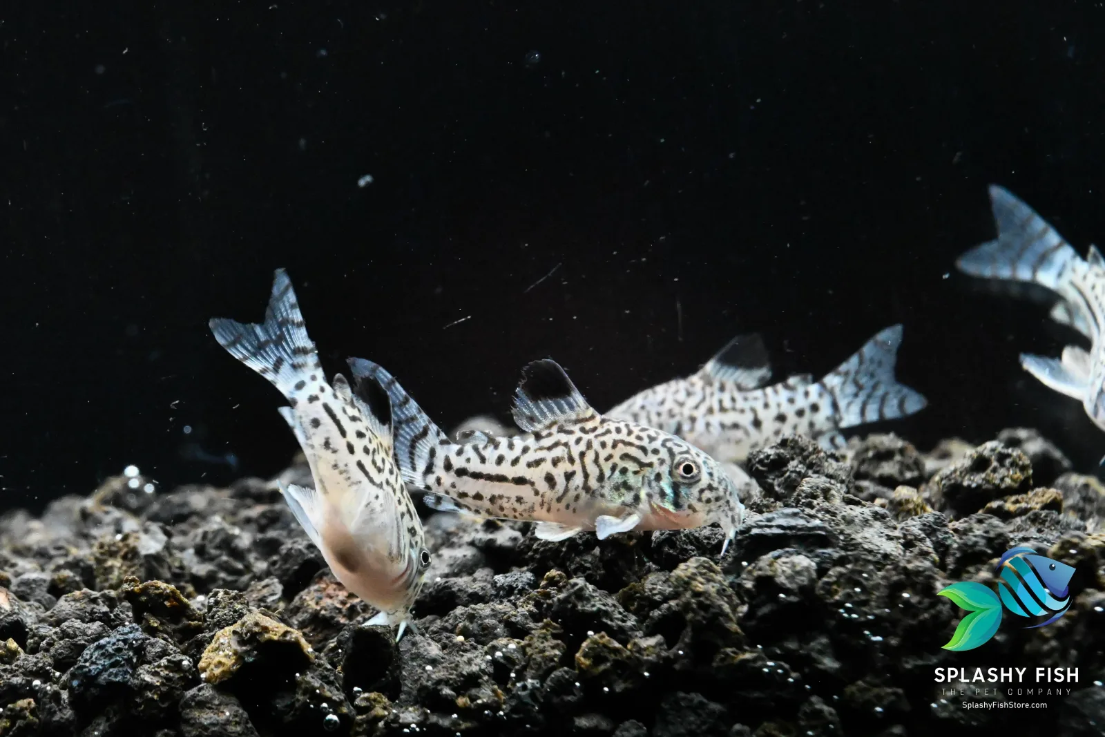 Julii Corydoras Fish (Corydoras Julii) - Image 2