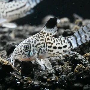 Julii Corydoras Fish (Corydoras Julii)