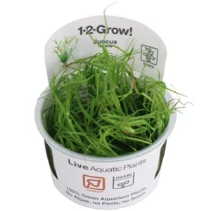 Juncus repens Tissue Culture by Tropica