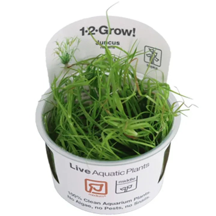 Juncus repens Tissue Culture by Tropica