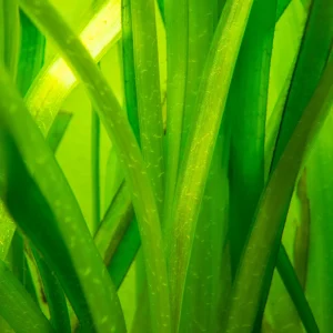 Jungle Vallisneria Aquatic Plant