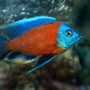 Kadango Cichlid