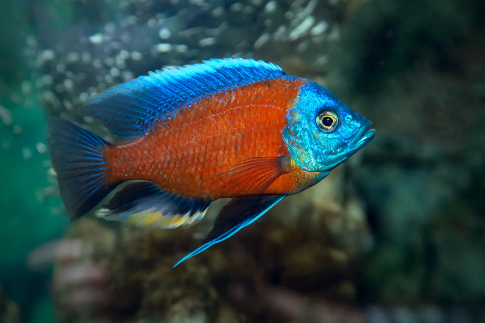 Kadango Cichlid