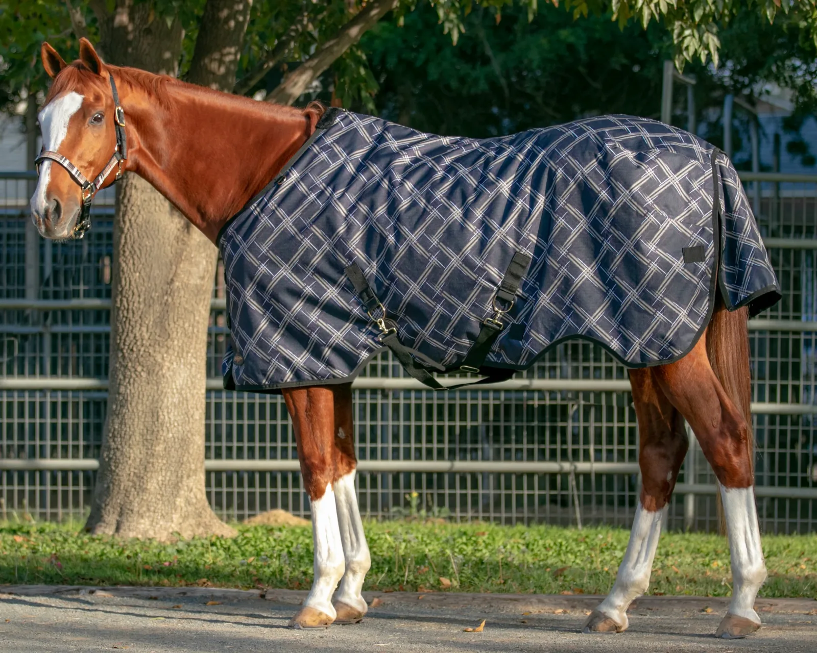 Kensington™ Pony Signature Heavyweight Turnout Blanket - Image 2