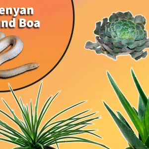 Kenyan Sand Boa Starter Plant Pack
