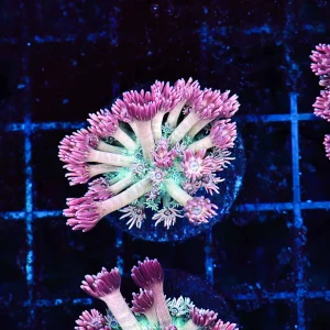 Key Lime Goniopora Coral WYSIWYG - SAQ Coral Farm
