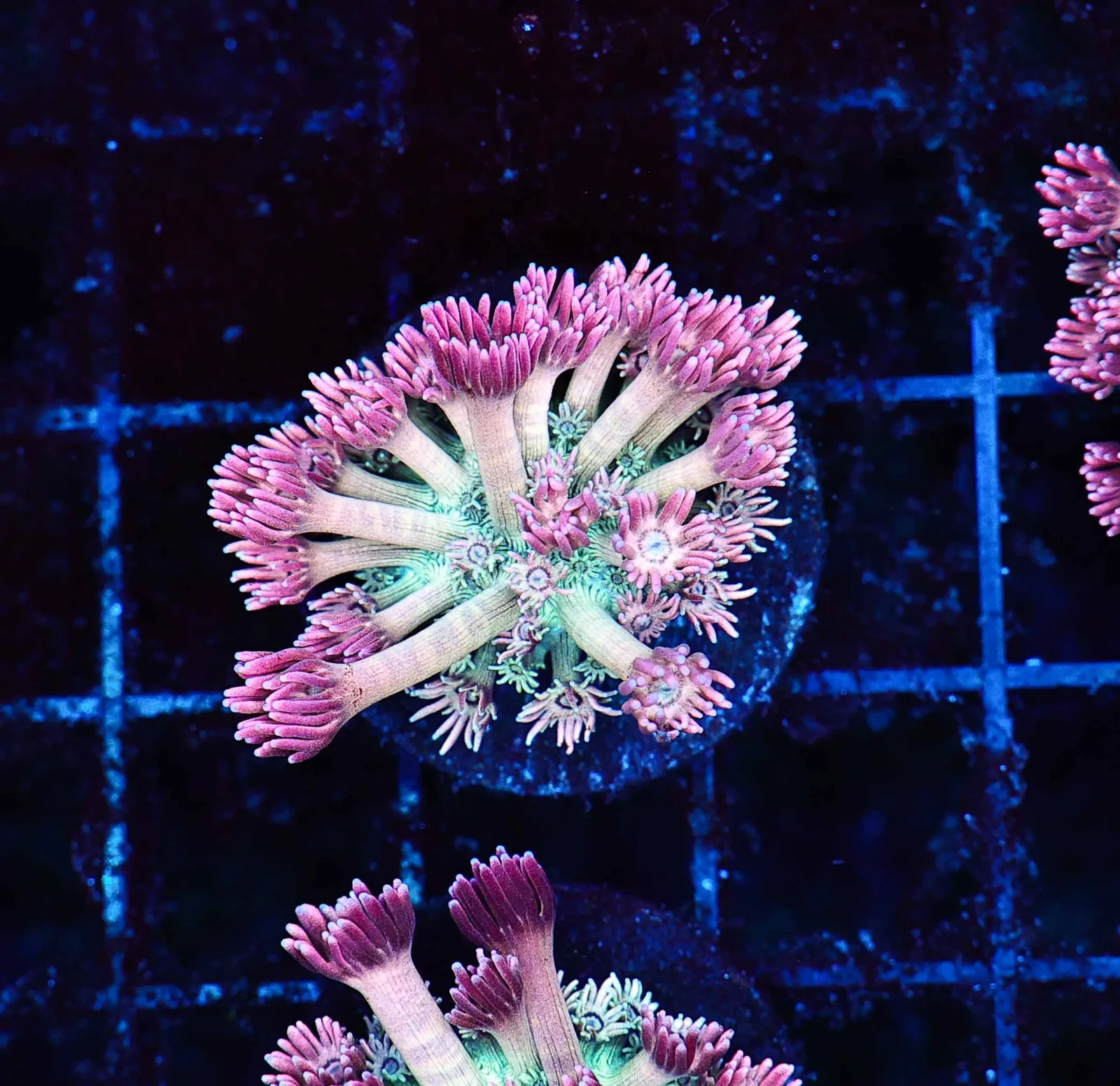 Key Lime Goniopora Coral WYSIWYG - SAQ Coral Farm