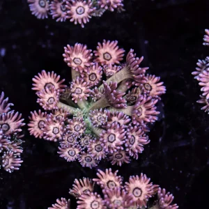 Key Lime Goniopora Coral WYSIWYG - SAQ Coral Farm