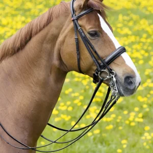 Kieffer Padded Ergonomic Line II Double Bridle