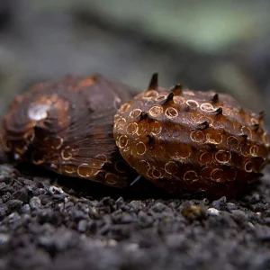 King Koopa Nerite Snail (Neritina juttingae)
