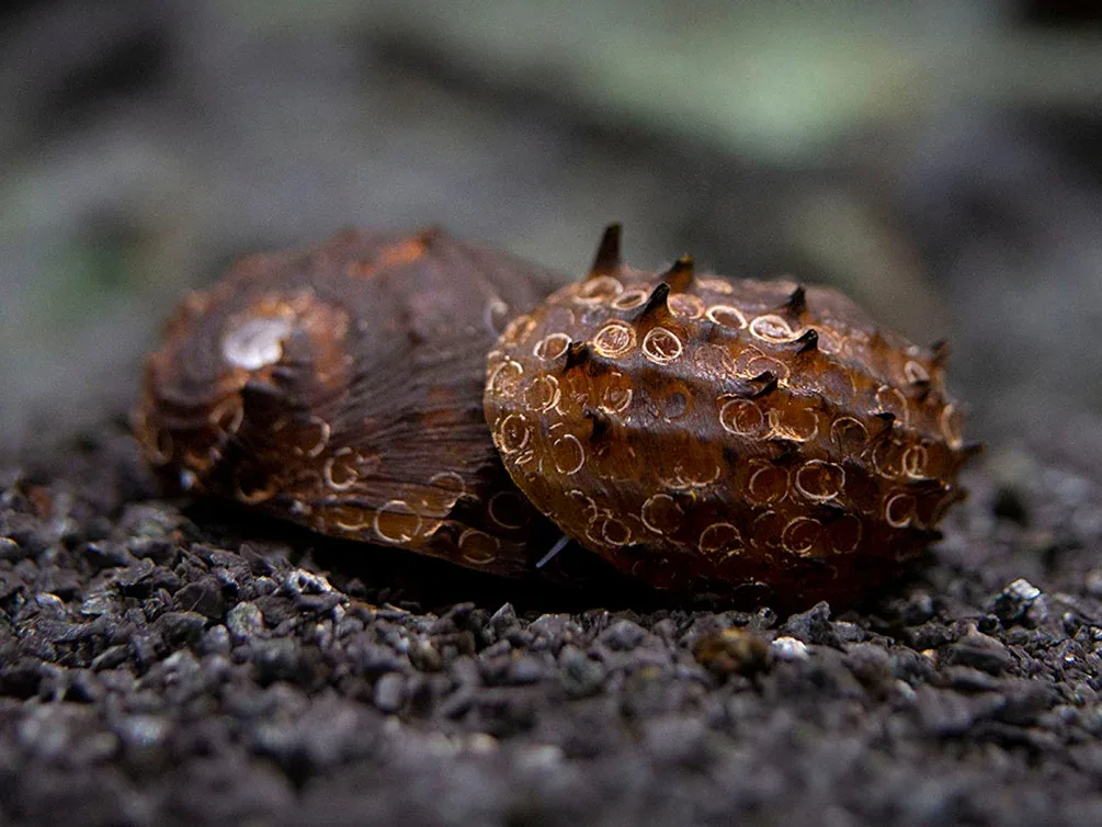 King Koopa Nerite Snail (Neritina juttingae)