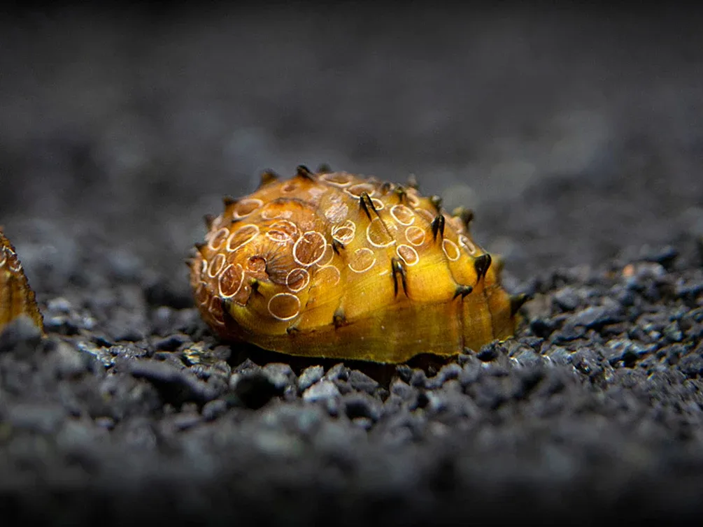 King Koopa Nerite Snail (Neritina juttingae) - Image 2