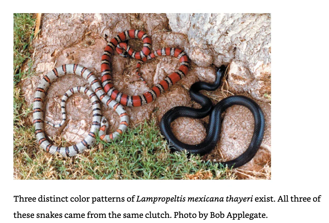 Kingsnakes & Milksnakes in Captivity - Image 2